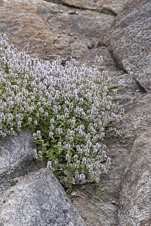 Perennial Flowering Plants Drucke: Thyme (Thymus praecox)