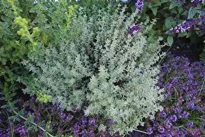 Medicinal Herbs Germany Drucke: Thyme (thymus), thyme, various types of thyme