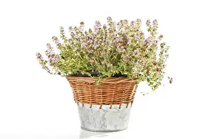 Studio Shot Of Herbs Drucke: Thyme (Thymus) in a wicker basket