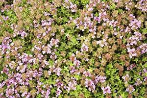 Herb Garden Plants Drucke: Thymus praecox