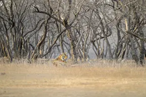 Ranthambore National Park Drucke: A tiger blends into the dry forest