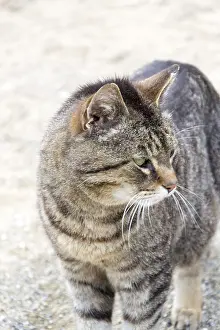Feliformia Animals Drucke: Tiger cat
