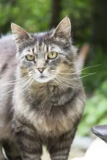 Big Cat Wildlife Drucke: Tiger cat