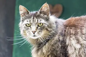 Mammalian Predators Drucke: Tiger cat