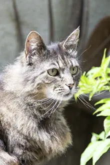 Animals In The Wild Alone Drucke: Tiger cat