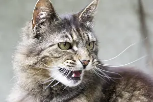 Feliformia Animal Images Drucke: Tiger cat