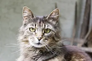 Wildlife Big Cat Photos Drucke: Tiger cat