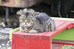 Feliformia Animals Drucke: Tiger cat