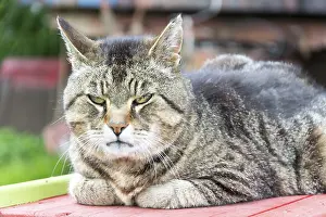 Tigerkatze