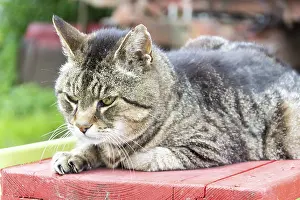 Felidae Mammal Images Drucke: Tiger cat