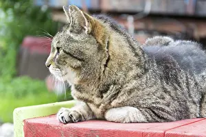 Feliformia Wildlife Images Drucke: Tiger cat