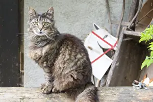 Tigerkatze