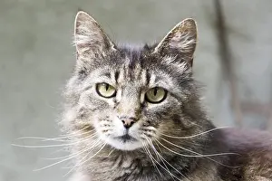 Animals In The Wild Alone Drucke: Tiger cat