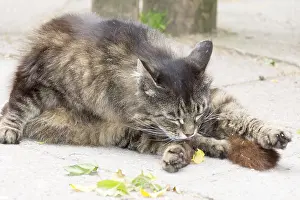 Felidae Mammals Drucke: Tiger cat