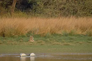 Indian Tiger Habitat Drucke: A tiger at the edge of a marsh