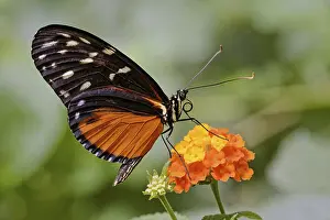 Macro Insect Photography Drucke: Tiger longwing (Heliconius hecale)