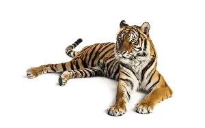 Orange Colored Mammal Drucke: Tiger lying down isolated on white