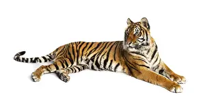 Studio Shot Of A Tiger Drucke: Tiger lying down isolated on white