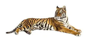 Studio Shot Of A Tiger Drucke: Tiger lying down isolated on white