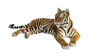 Predator Cat Wildlife Photography Drucke: Tiger lying down isolated on white