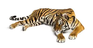 Studio Shot Of A Tiger Drucke: Tiger lying down isolated on white