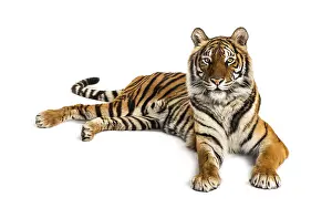 Striped Wild Animal Drucke: Tiger lying down isolated on white
