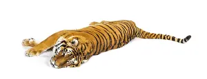 Wildlife Photography Big Cat Drucke: Tiger lying down isolated on white