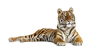 Predator Mammal Photography Drucke: Tiger lying down isolated on white