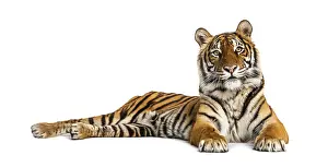 Studio Shot Of A Tiger Drucke: Tiger lying down isolated on white