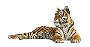 Big Cat Wildlife Photography Drucke: Tiger lying down isolated on white