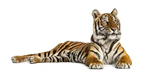 Predator Animal Wildlife Photography Drucke: Tiger lying down isolated on white