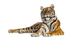 Feliformia Mammal Picture Drucke: Tiger lying down isolated on white