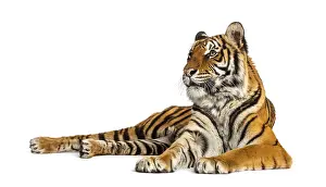 Studio Shot Of A Tiger Drucke: Tiger lying down isolated on white
