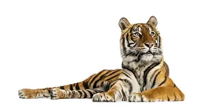 Predator Cat Image Drucke: Tiger lying down isolated on white