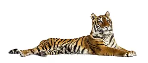 White Studio Background For Copy Space Drucke: Tiger lying down isolated on white