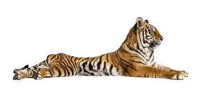 Predator Cat Image Drucke: Tiger lying down isolated on white