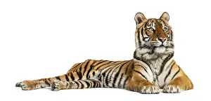 Predator Animal Wildlife Photography Drucke: Tiger lying down isolated on white