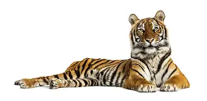 Studio Shot Of A Tiger Drucke: Tiger lying down isolated on white