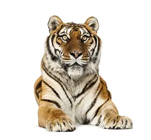 Predator Animal Wildlife Photography Drucke: Tiger lying down isolated on white
