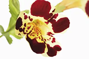 Indoor House Plants Drucke: Tiger Monkey Flower (Mimulus tigrinus)