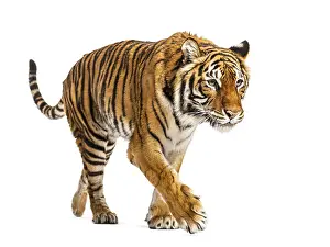 Big Cat Wildlife Photography Drucke: Tiger prowling and approaching, isolated