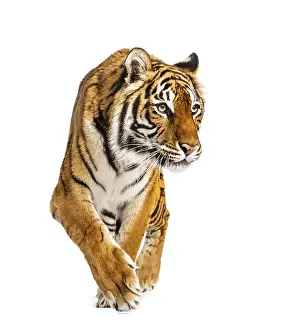 Studio Shot Of A Tiger Drucke: Tiger prowling and approaching, isolated
