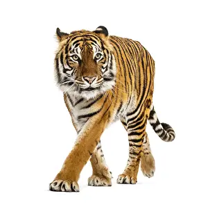 Studio Shot Of A Tiger Drucke: Tiger prowling and approaching, isolated