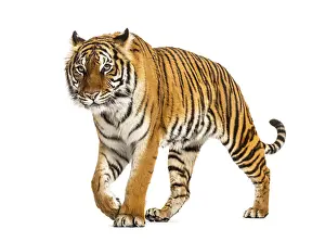 Predator Cat Image Drucke: Tiger prowling and approaching, isolated