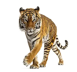 Studio Shot Of A Tiger Drucke: Tiger prowling and approaching, isolated