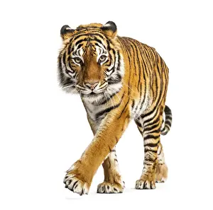 Predator Wildlife Photo Drucke: Tiger prowling, approaching and looking at the camera