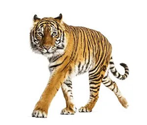 Studio Shot Of A Tiger Drucke: Tiger prowling, approaching and looking at the camera