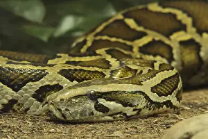 Drucke von Tigerpython (Python molurus), in Gefangenschaft Indische Python Drucke: Tigerpython (Python molurus), in Gefangenschaft.