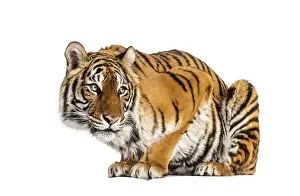 Predator Mammal Photography Drucke: Tiger questioning, isolated on white