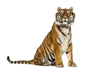 Striped Wild Animal Drucke: Tiger sitting looking at the camera